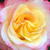 Blanche-rose - Rosiers à grandes fleurs - floribunda - Alissar